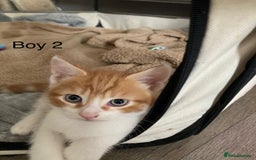 Mixed Breed cats for sale: 4 Gorgeous little boys  - Image 7