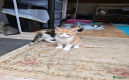 Mixed Breed cats for sale: Kittens for sale  - Image 5