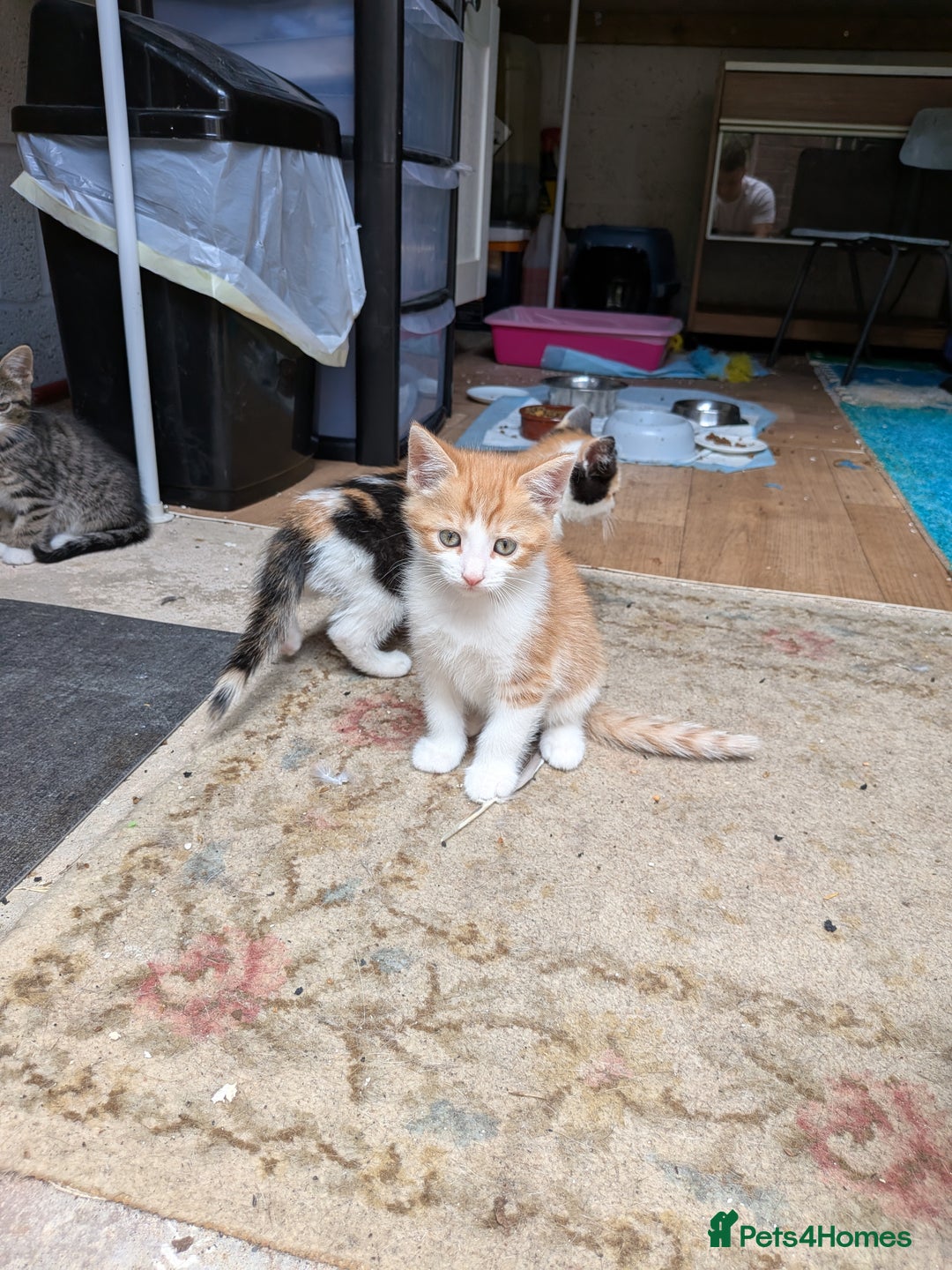 Mixed Breed cats for sale: Kittens for sale  - Image 5