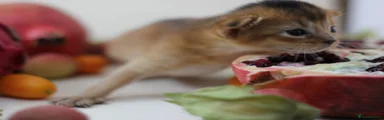 🧡 Kitten 3 – Ruddy Abyssinian Female