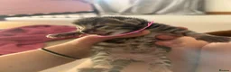 Bengal cats for sale: Half Bengal kittens - Advert 31