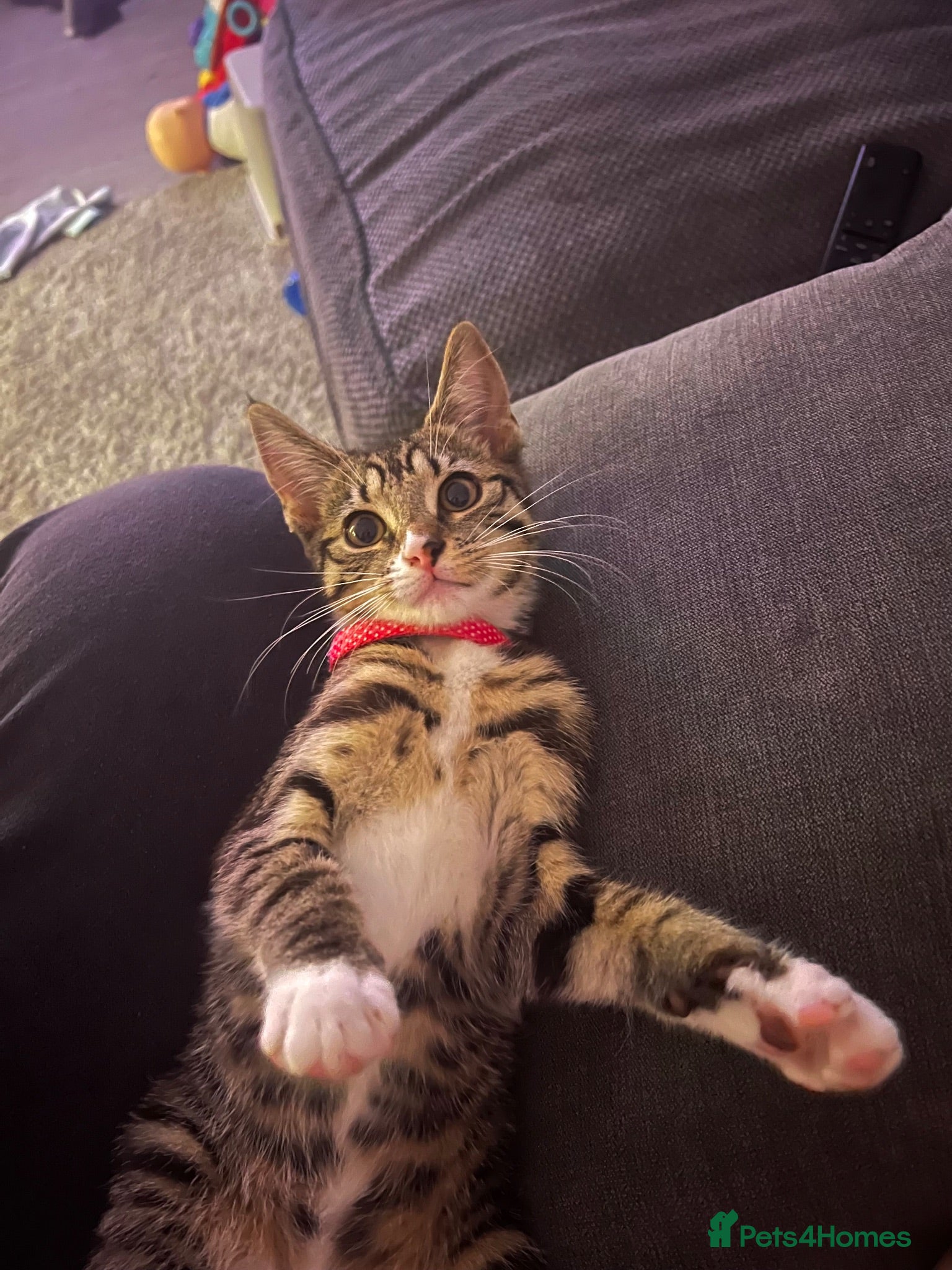 Domestic Shorthair cats Domesticated shorthair 15 weeks - Advert 7