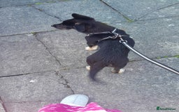 Mixed Breed dogs for sale: Mixed puppy  in Cardiff - Image 5