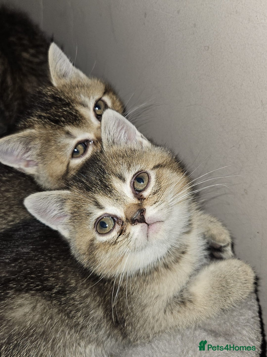 British Shorthair cats for sale: British Shorthair Kittens Full Pedigree Parents  - Advert 16