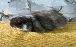 Mini Lop rabbits for sale: 2 minilops buck and doe - Image 2