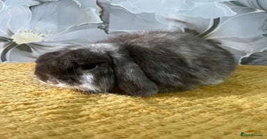 Mini Lop rabbits - Advert 1