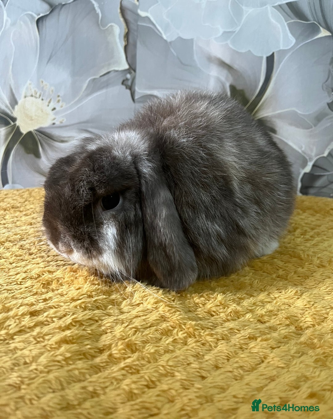 Mini Lop rabbits for sale: 2 minilops buck and doe - Image 2