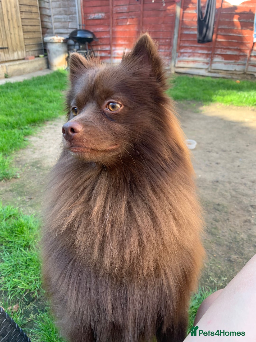 German Spitz dogs for stud: Bear is a german spitz  - Advert 1