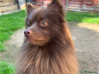 German Spitz dogs Bear is a german spitz - Advert 1