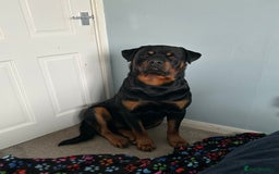 Rottweiler dogs for stud: Male Rottweiler for stud  - Image 2