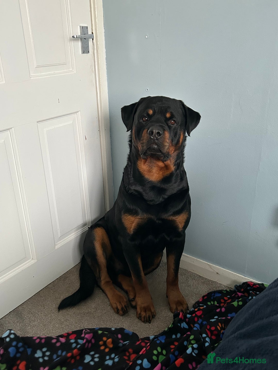 Rottweiler dogs for stud: Male Rottweiler for stud  - Image 2