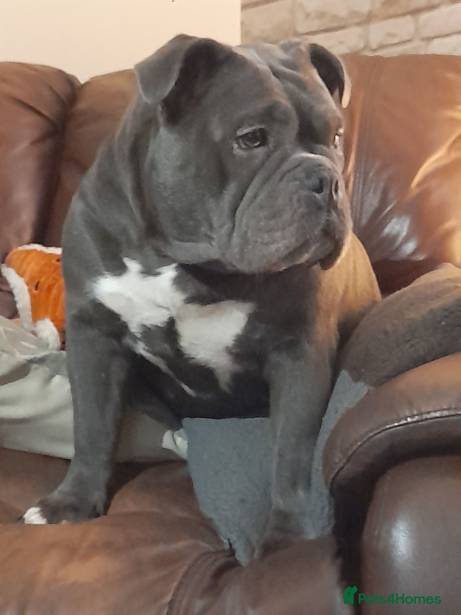 Olde English Bulldogge dogs Reluctantly for sale - Advert 1