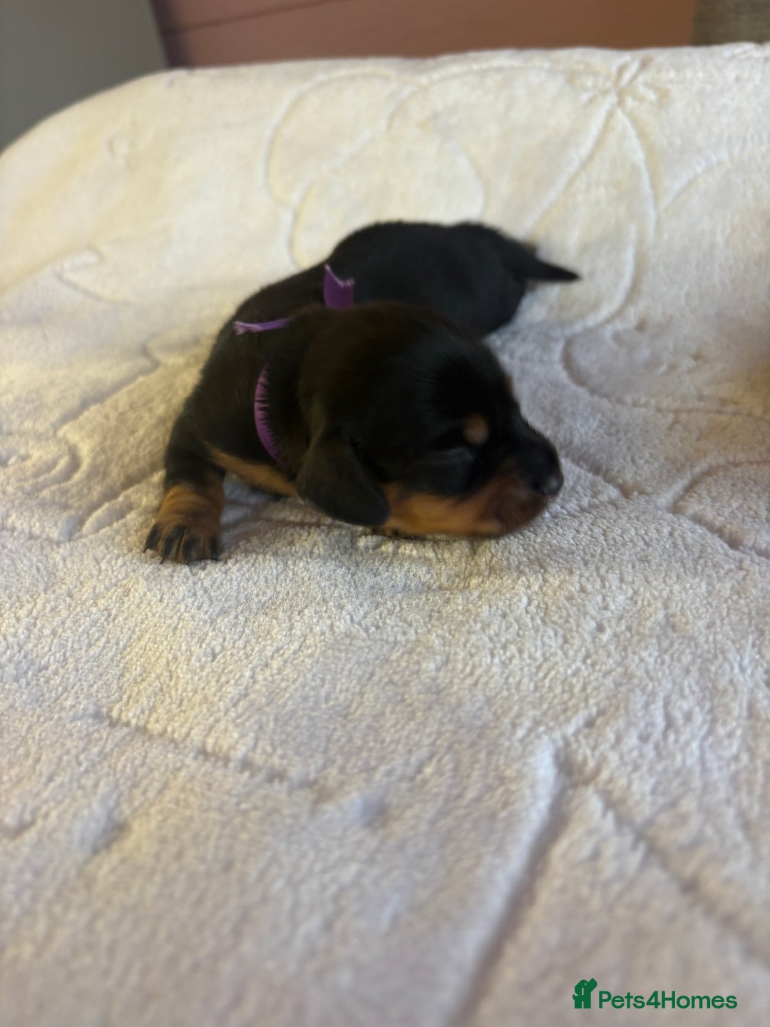 Dachshund dogs for sale: 4 mini dachshund pups - Image 9