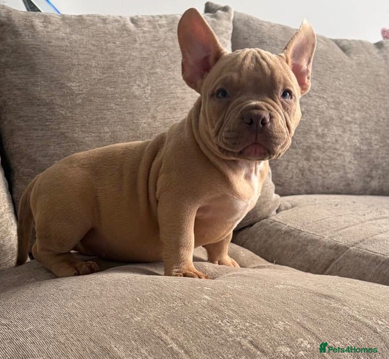 American Bully dogs Quality Pocket bully pups - Advert 16