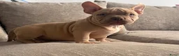 American Bully dogs for sale: Quality Pocket bully pups - Advert 1