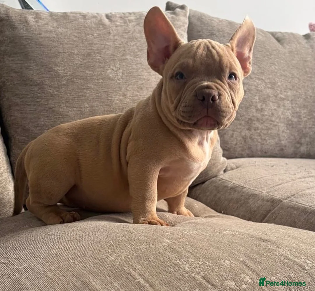 American Bully dogs for sale: Quality Pocket bully pups - Advert 1