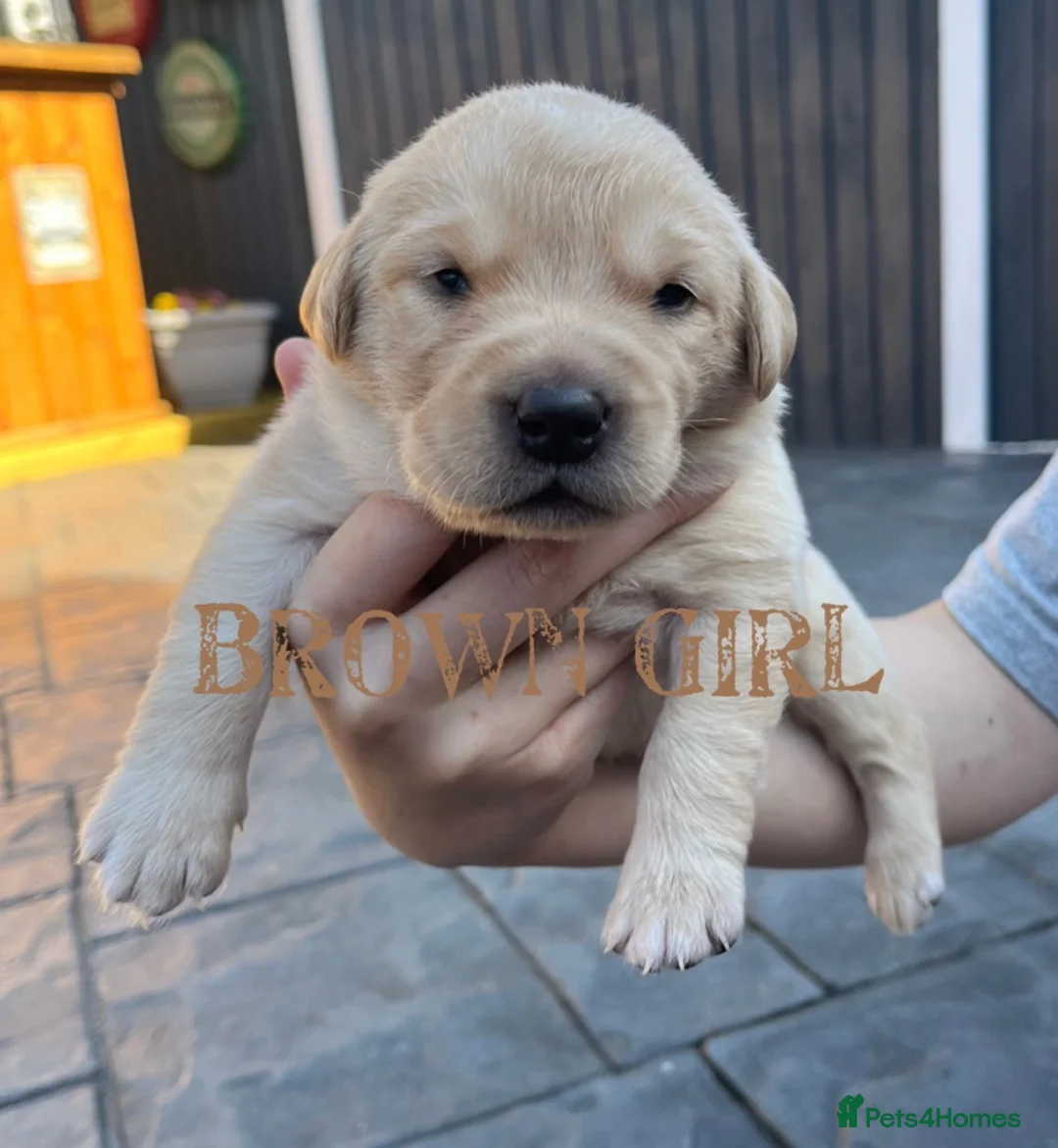 Labrador Retriever dogs for stud: Lucerys Targaryen Lee in Orpington - Advert 12