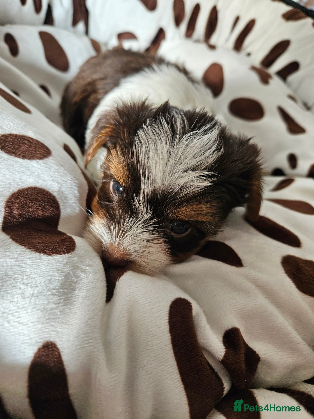 Yorkshire Terrier dogs for sale: DNA TESTED Father - Yorkshire Terrier puppies  - Image 13