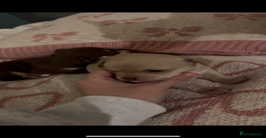 Chihuahua dogs Fawn chihuahua puppy ready 24th Dec 🎁 **  - Advert 5