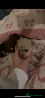 Chihuahua dogs Fawn chihuahua puppy ready 24th Dec 🎁 ** - Advert 3