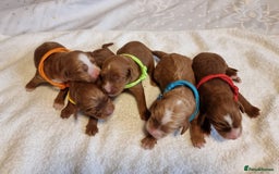 Cavapoo dogs for sale: Stunning F1 Cavapoo puppies, DNA tested parents  - Image 1