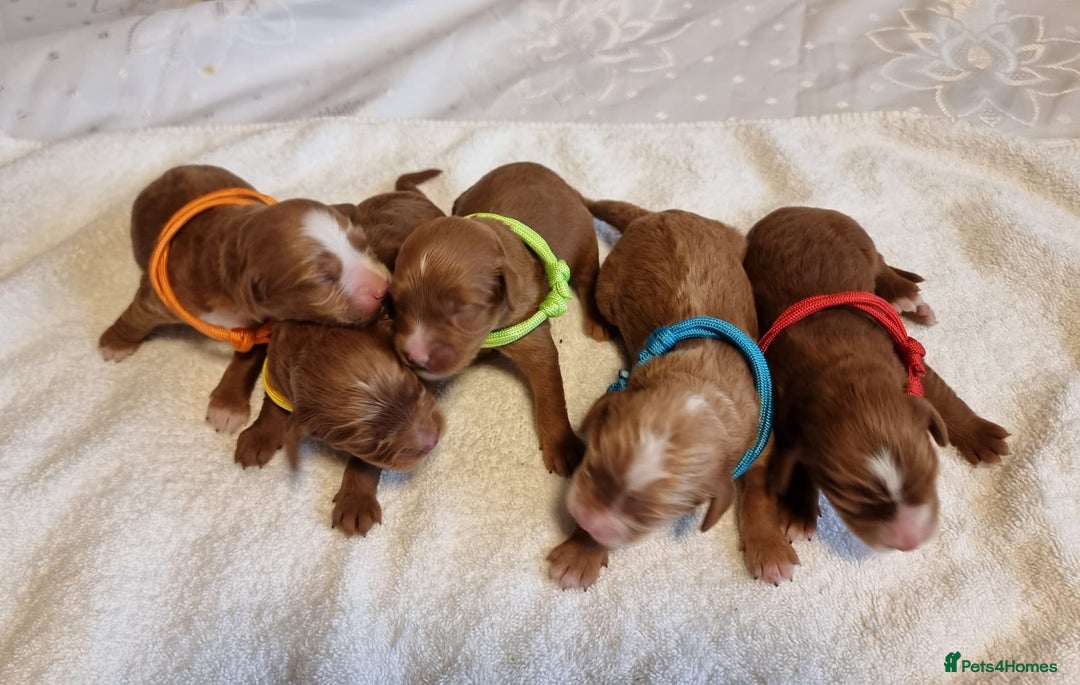 Cavapoo dogs for sale: Stunning F1 Cavapoo puppies, DNA tested parents  - Image 1