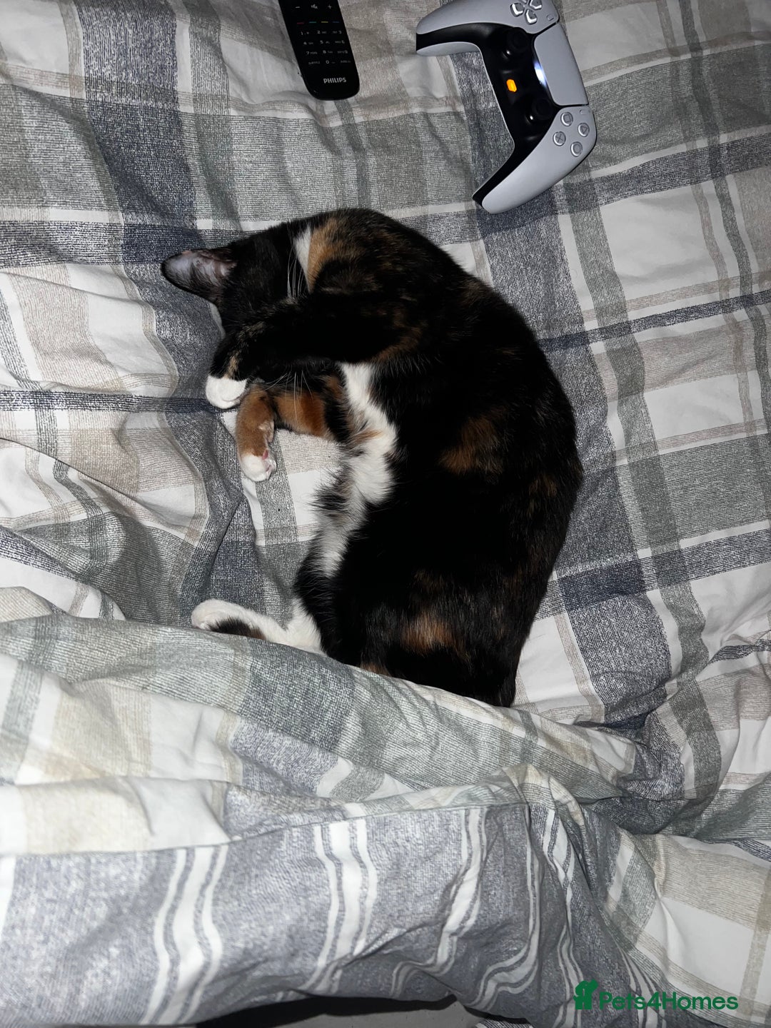 Domestic Shorthair cats for sale: Female Cat - Advert 4