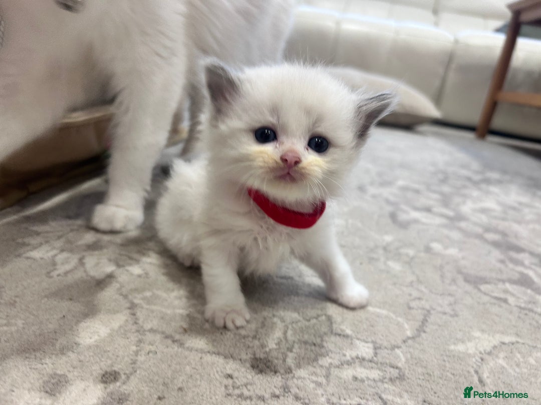 Ragdoll cats for sale: Ragdoll kittens - Image 13
