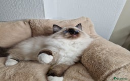 Ragdoll cats for sale: Ragdoll kittens  - Image 5