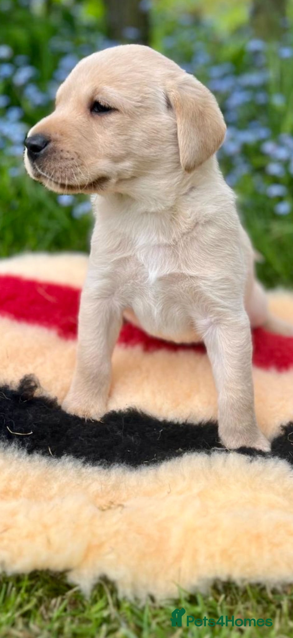 Labrador Retriever dogs OFTW Sire & FTW Dam KC reg FTCH Lines  Labradors  - Advert 2