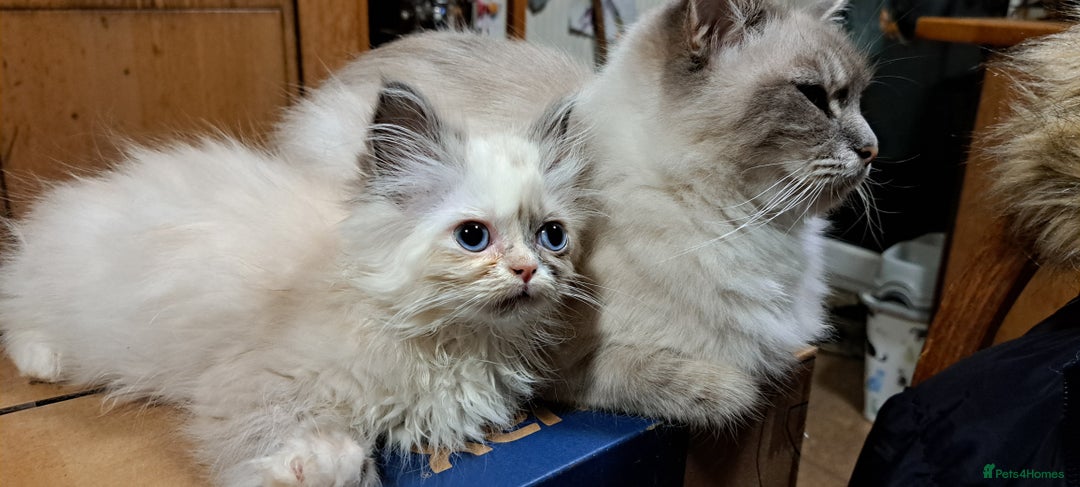 Ragdoll cats for sale: 2 ragdoll cross persian kittens - Advert 6