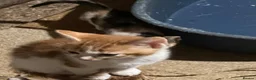 Mixed Breed cats for sale: Playful kittens for sale - Advert 6