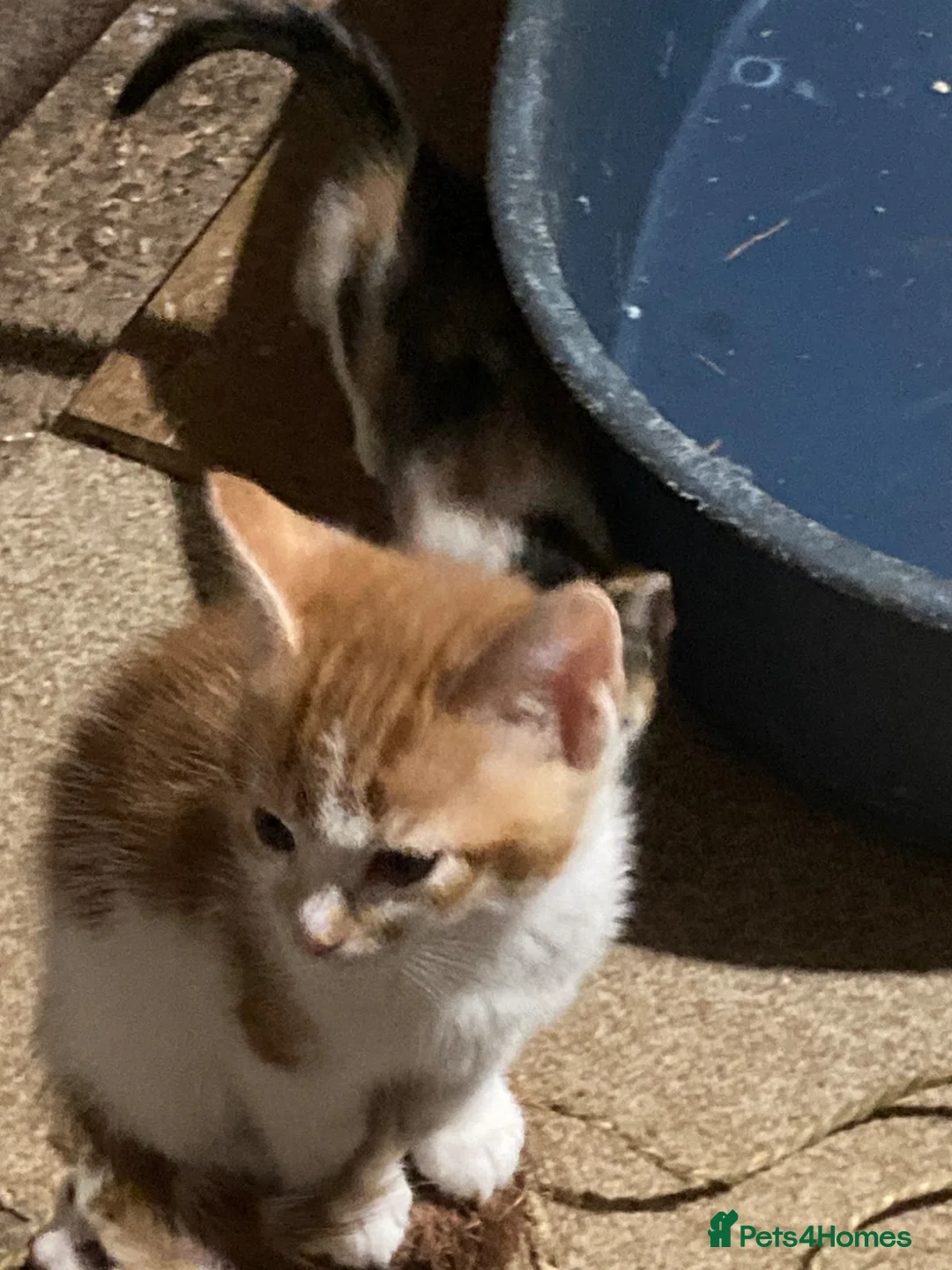 Mixed Breed cats for sale: Playful kittens for sale - Advert 6