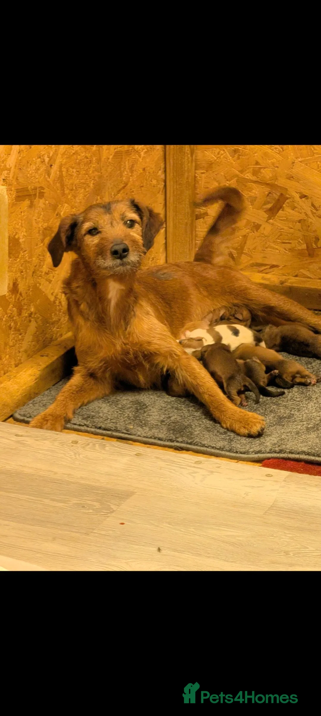 Mixed Breed dogs for sale: Border terrier X Jack Russell  - Advert 2