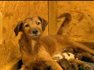Mixed Breed dogs Border terrier X Jack Russell - Advert 14