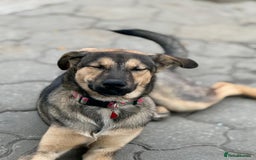 Mixed Breed dogs for adoption: MOCHI – a Superb young Girl for a Loving Home - Advert 21