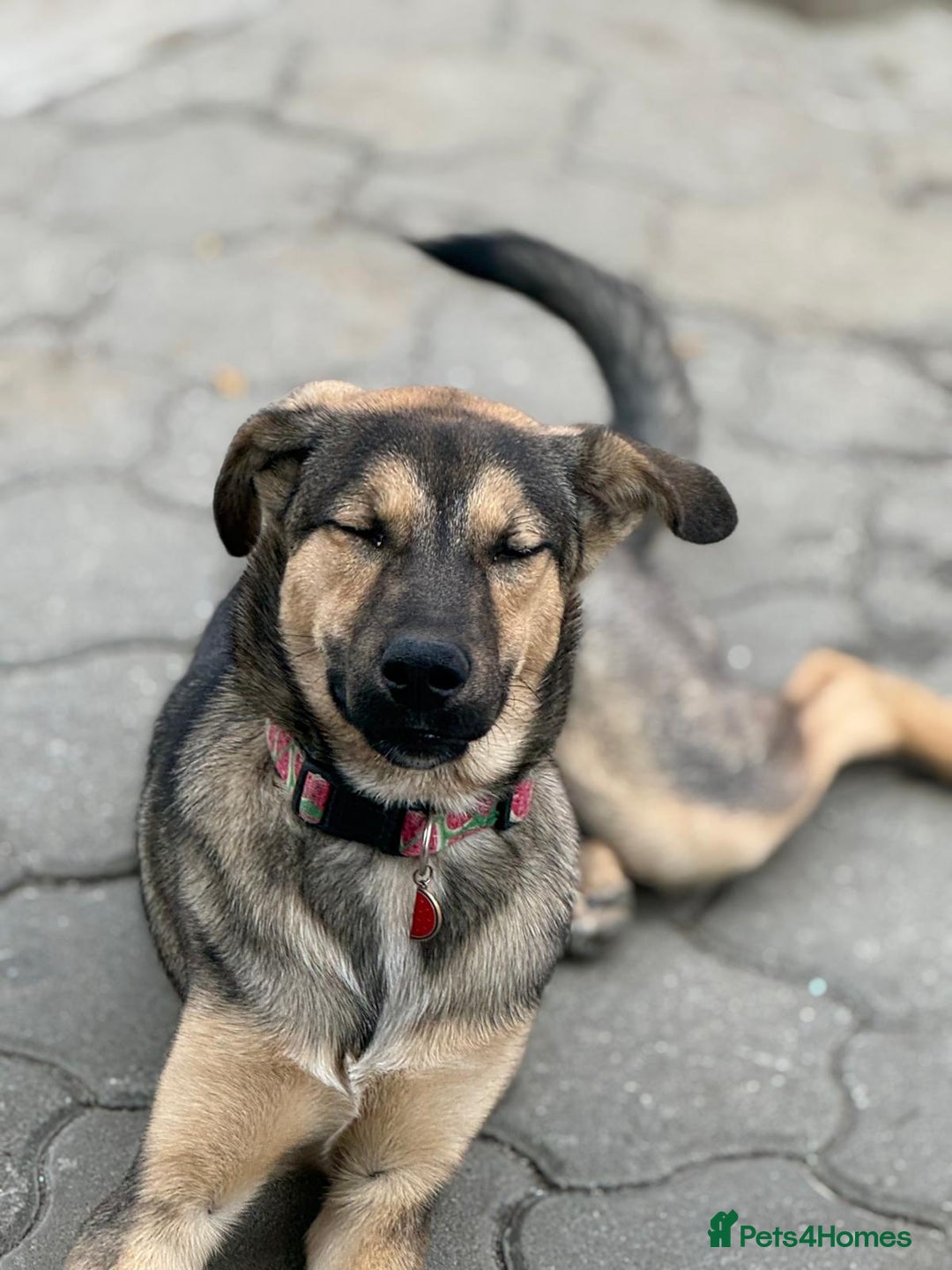 Mixed Breed dogs for adoption: MOCHI – a Superb young Girl for a Loving Home - Advert 21