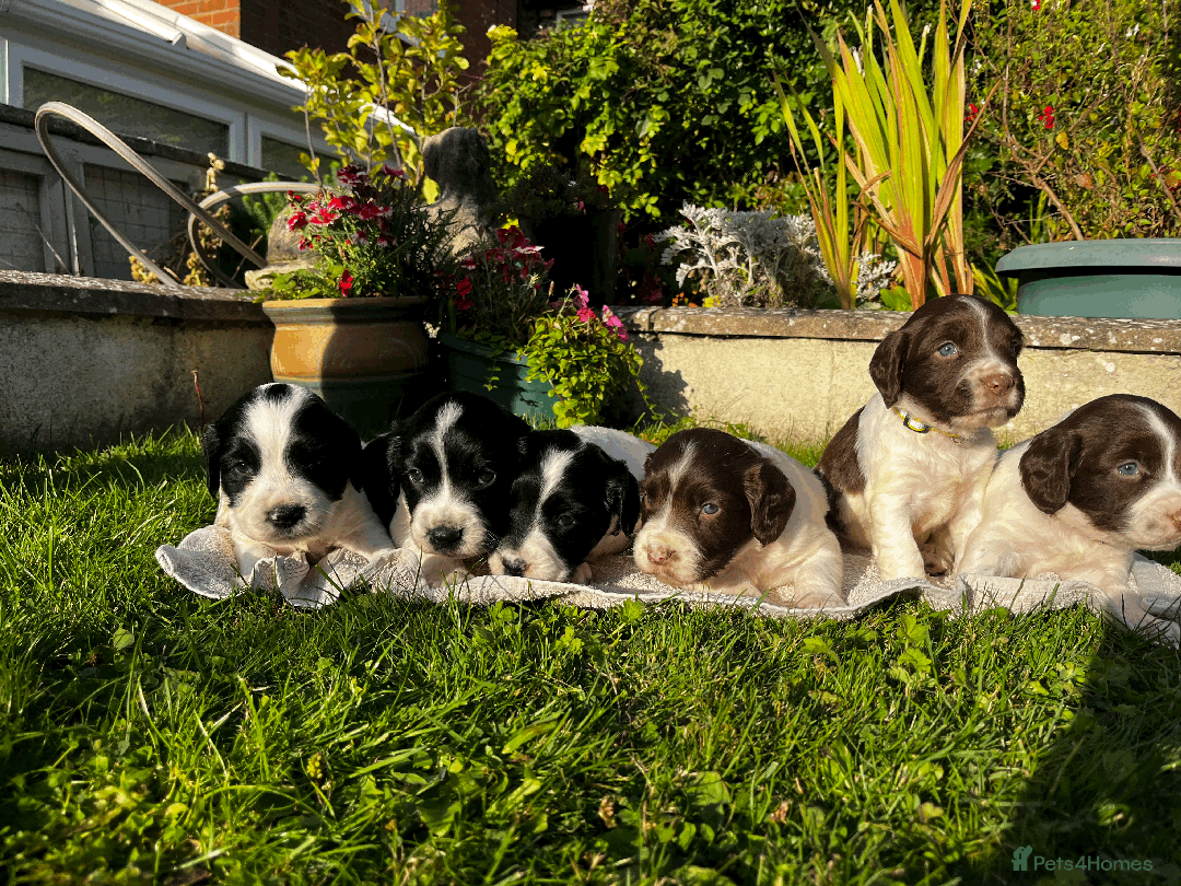 Sprocker dogs for sale: Sprocker Puppies - Image 20