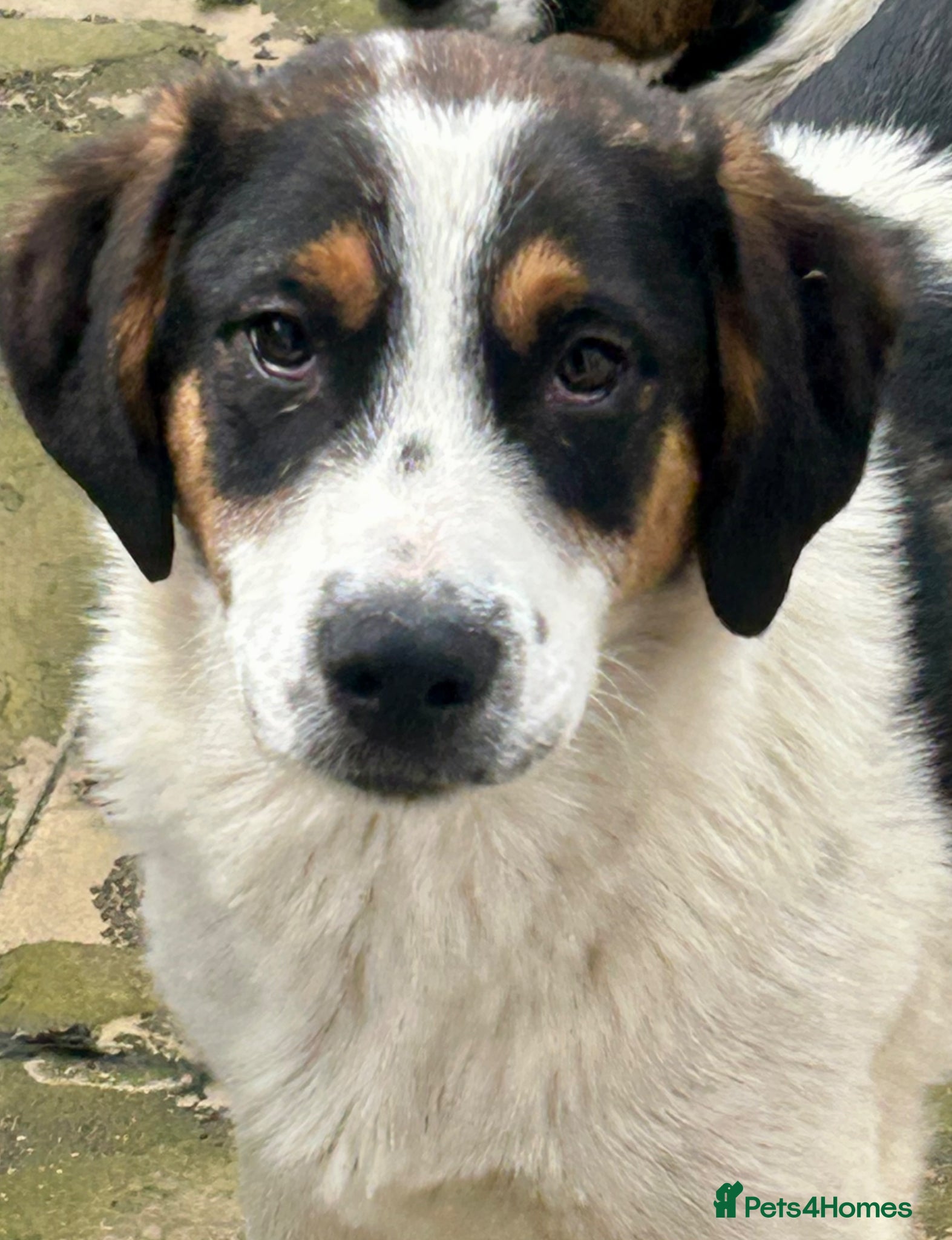 Mixed Breed dogs Charlie is looking for his home - Advert 3