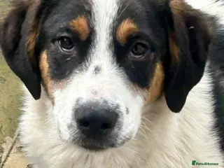 Mixed Breed dogs Charlie is looking for his home - Advert 3