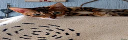 Bengal cats for sale: Pedigree brown and blue rosetted bengals - Advert 4