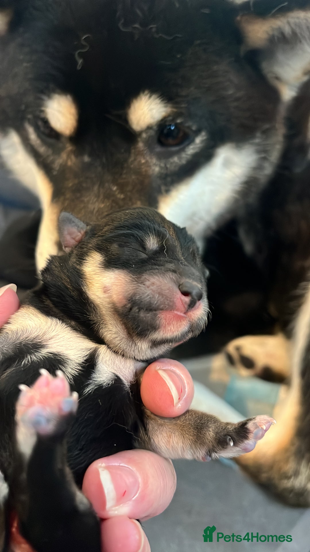 Japanese Shiba Inu dogs for sale: Health tested champion blood  Japanese Shiba Inu - Image 4