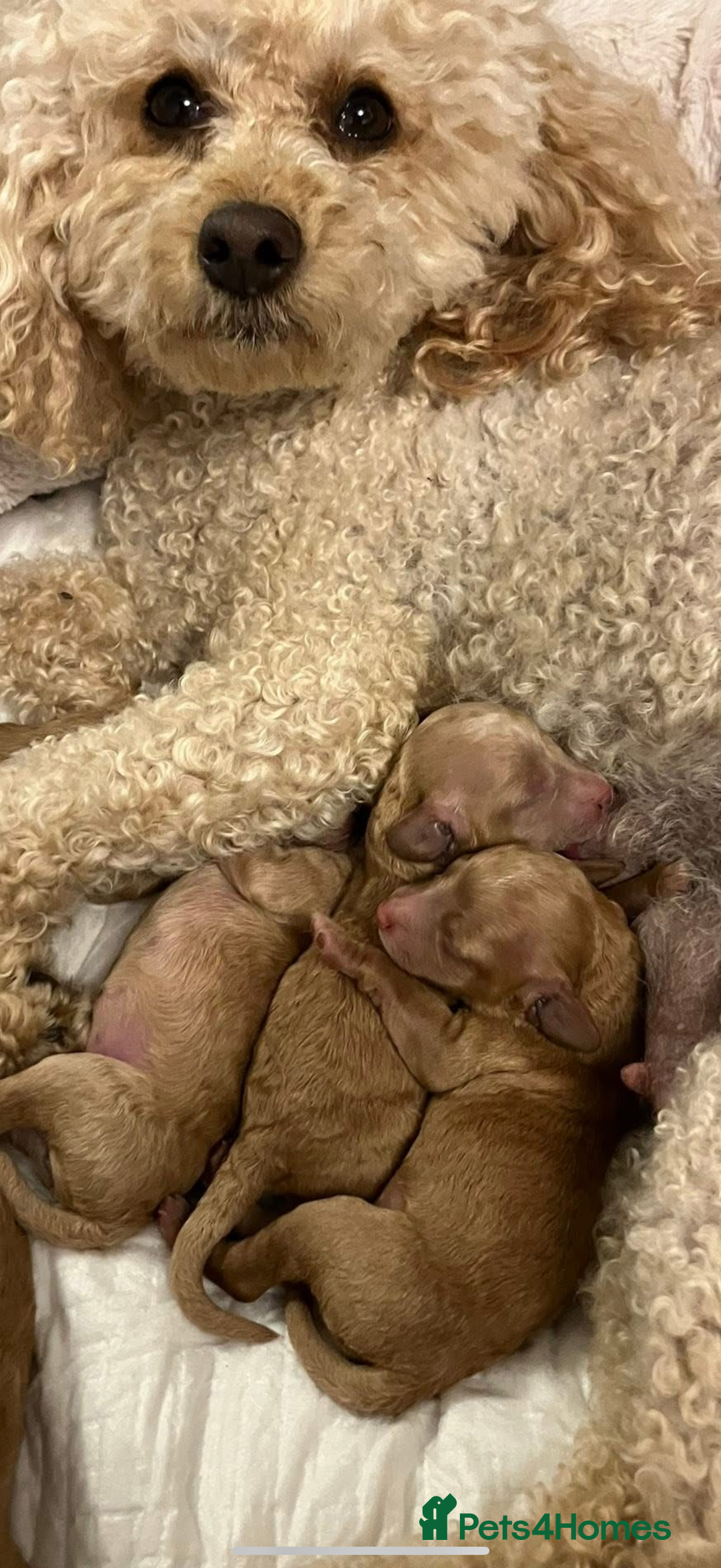 Maltipoo dogs for sale: Maitlpoo  - Advert 2