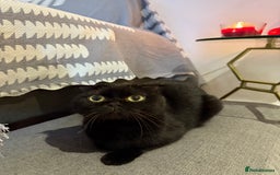 Scottish Fold cats for sale: Black fold for sale London - Image 6