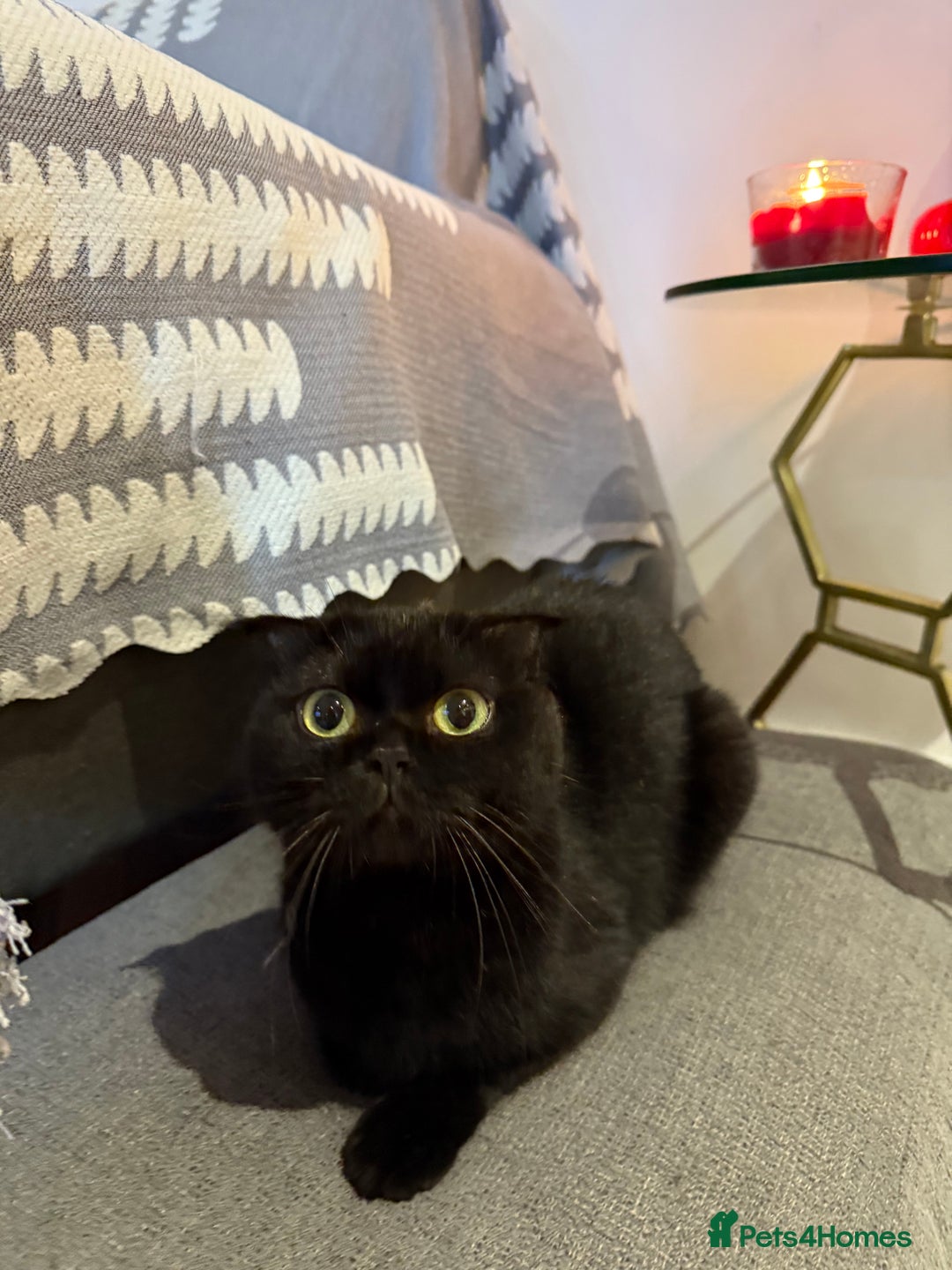 Scottish Fold cats for sale: Black fold for sale London - Image 6