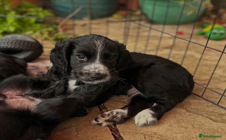 Cocker Spaniel dogs in Bridport - Advert 7