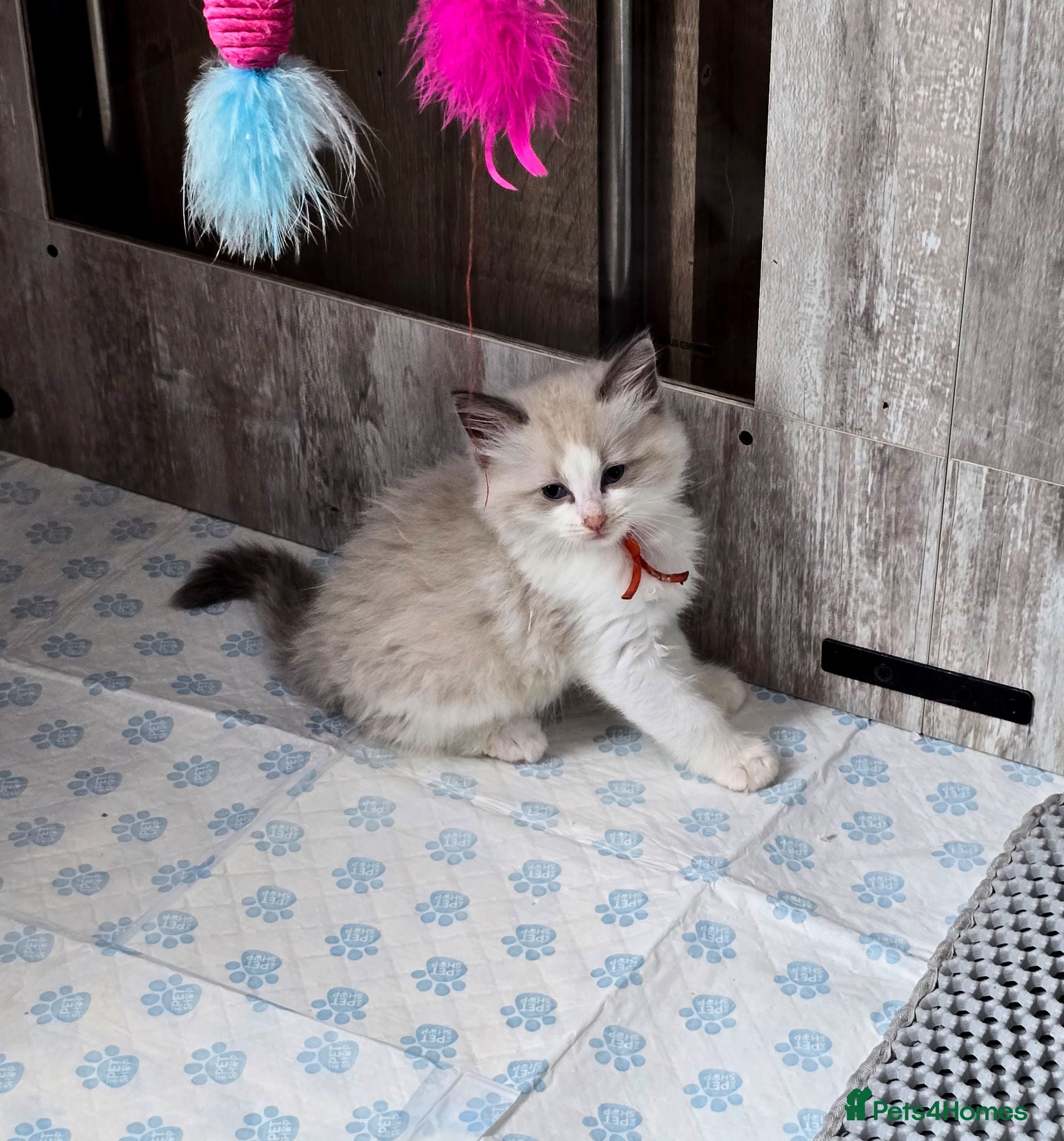 Ragdoll cats ​ Exceptional Ragdoll Kittens – Stunning Bicolor - Advert 4