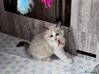 Ragdoll cats Exceptional Ragdoll Kittens – Stunning Bicolor - Advert 4
