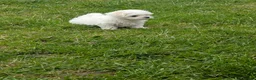 Maltese dogs for sale: TOY BOY MALTESE 💙💙 PRICE REDUCED! - Advert 9