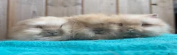 Mini Lop rabbits for sale: Lionhead Babies Ready to leave  - Advert 3